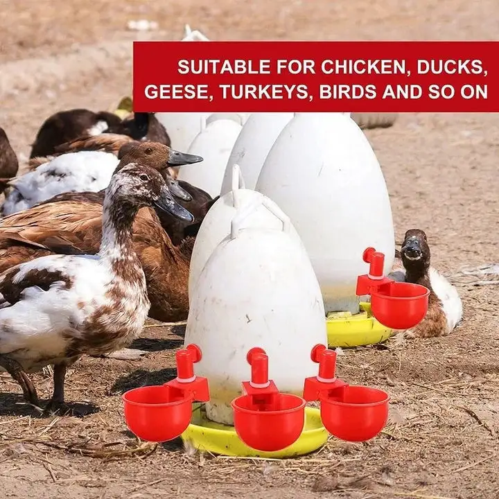 Bird Coop