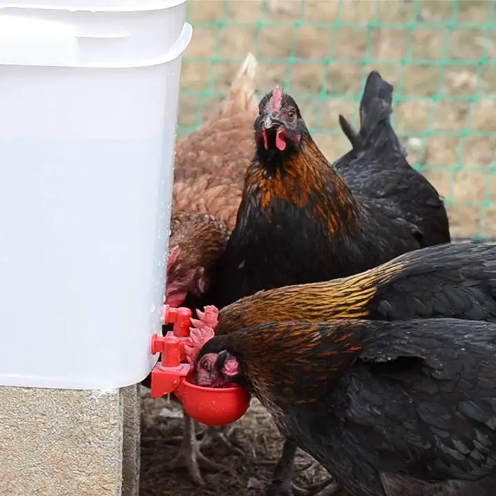 Bird Coop