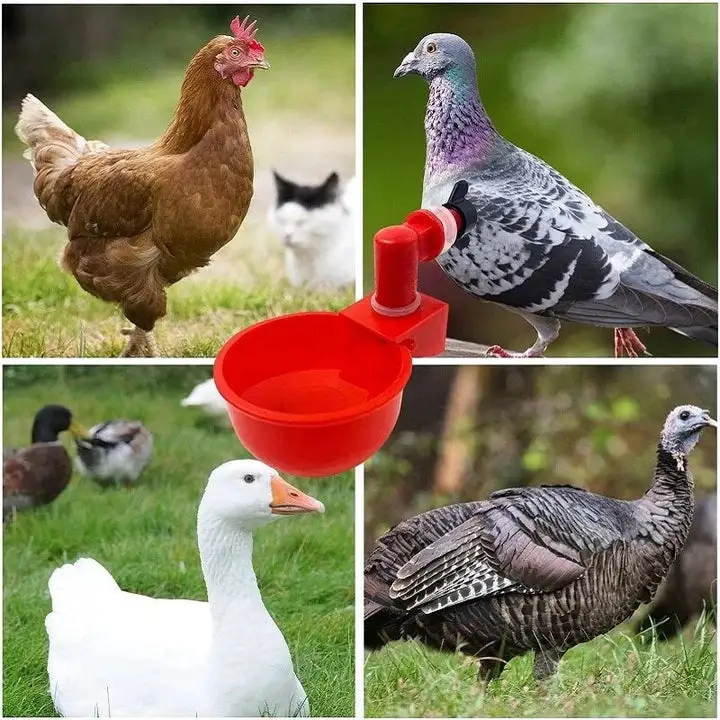 Bird Coop