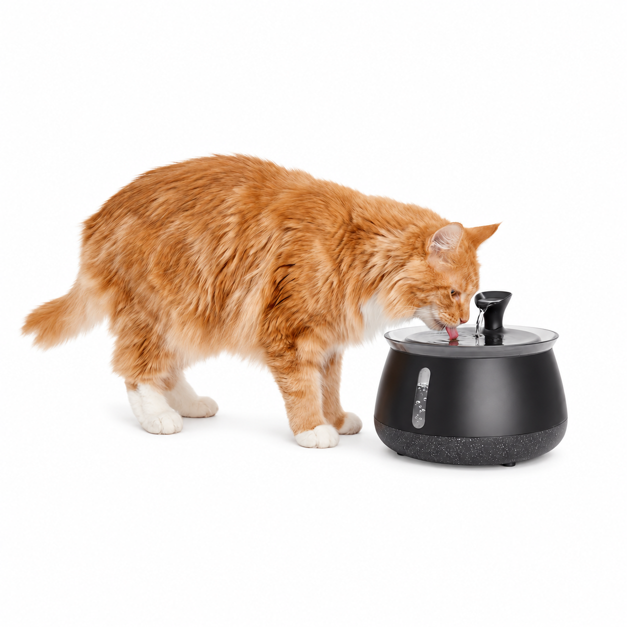 Cat drinking from the fountain with the removable waterfall spout fitted