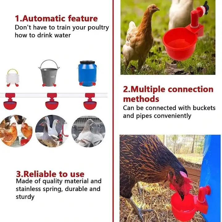 Bird Coop