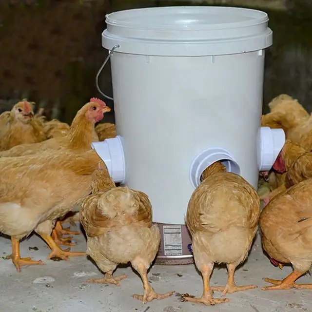(🔥2026 Spring Hot Sale) DIY Chicken Feeder