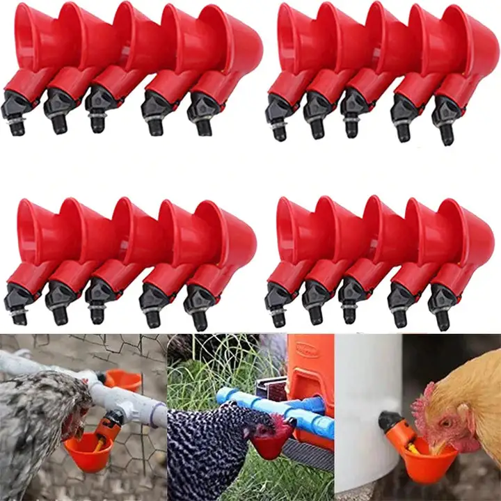 Bird Coop